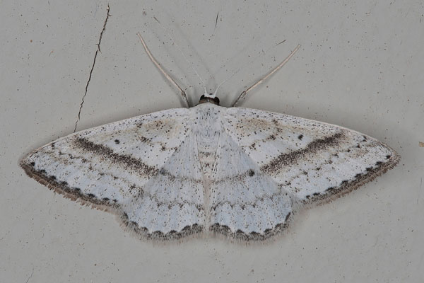 /filer/webapps/moths/media/images/P/punctilineata_Scopula_AF_Heyns.jpg