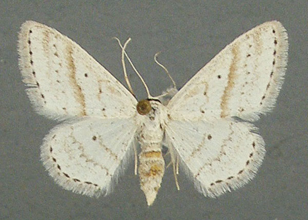 /filer/webapps/moths/media/images/P/punctilineata_Scopula_AF_TMSA_02.jpg
