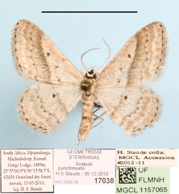 /filer/webapps/moths/media/images/P/punctilineata_Scopula_A_MGCLa_01.JPG
