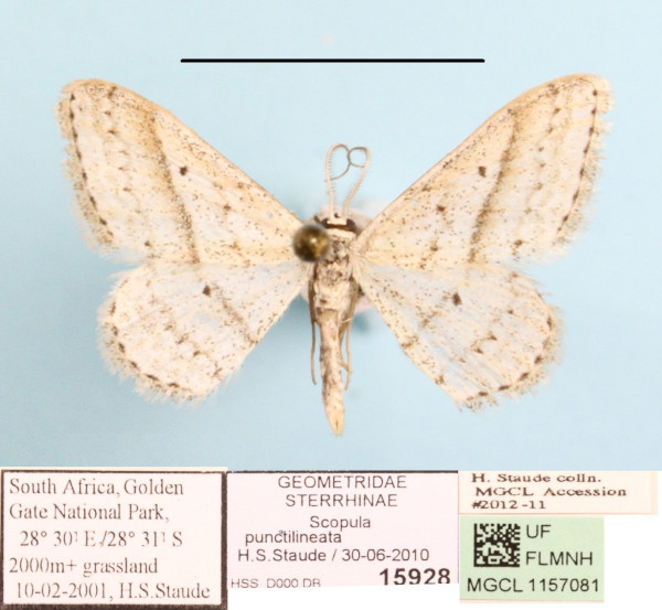 /filer/webapps/moths/media/images/P/punctilineata_Scopula_A_MGCLa_02.JPG