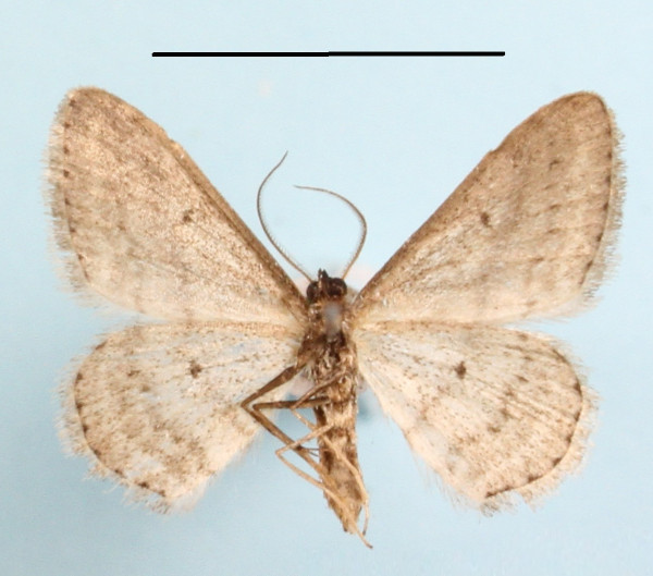 /filer/webapps/moths/media/images/P/punctilineata_Scopula_A_MGCLb_01.JPG