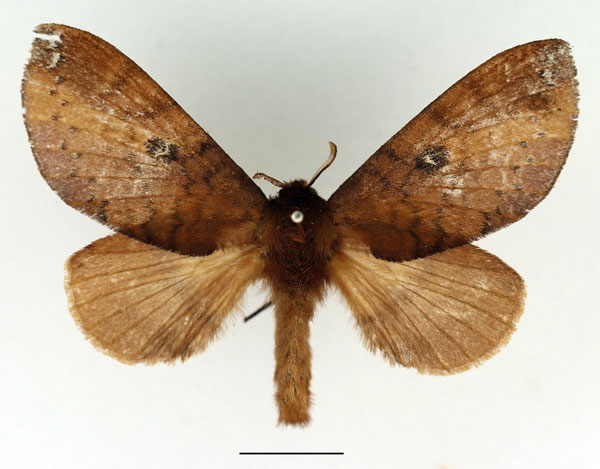 /filer/webapps/moths/media/images/P/punctillata_Europtera_AF_Basquin_01.jpg