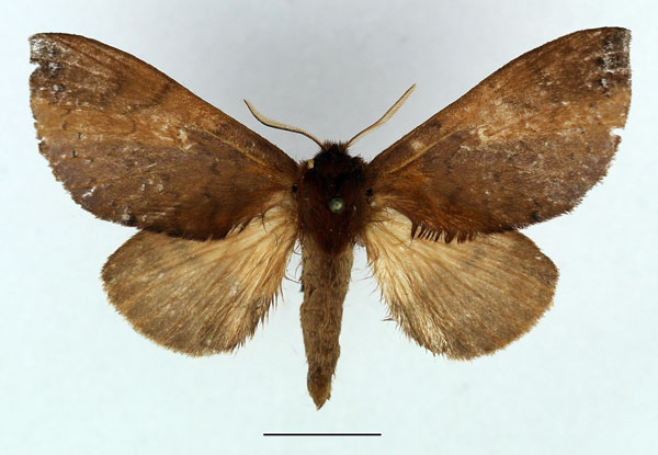 /filer/webapps/moths/media/images/P/punctillata_Europtera_AF_Basquin_02.jpg