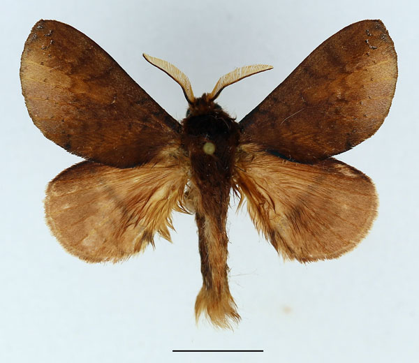 /filer/webapps/moths/media/images/P/punctillata_Europtera_AM_Basquin_01.jpg