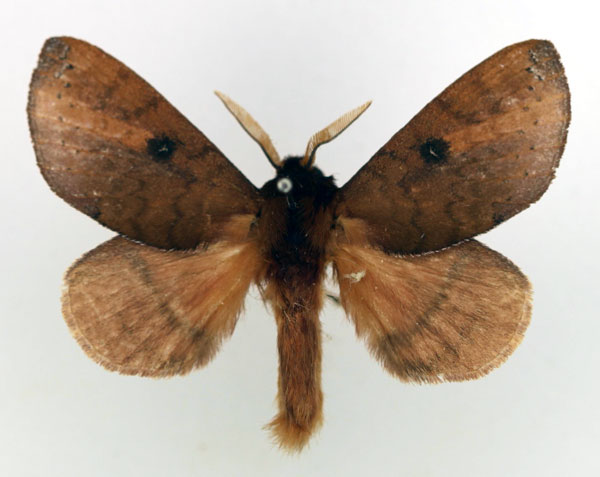 /filer/webapps/moths/media/images/P/punctillata_Europtera_AM_Basquin_02.jpg