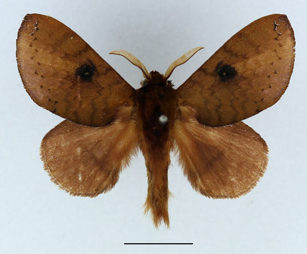 /filer/webapps/moths/media/images/P/punctillata_Europtera_AM_Basquin_03.jpg