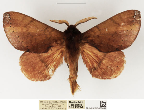 /filer/webapps/moths/media/images/P/punctillata_Europtera_AM_NHMUK.jpg
