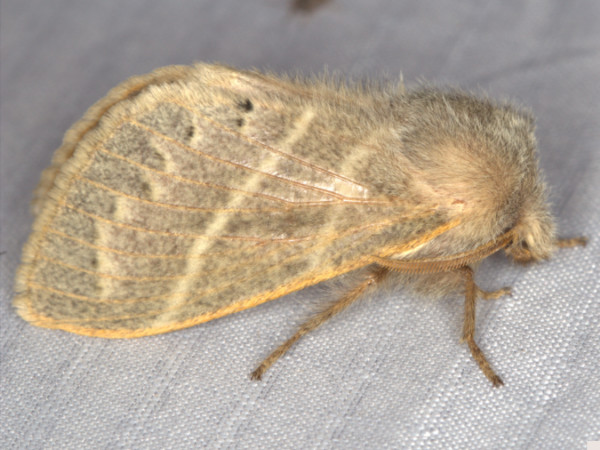 /filer/webapps/moths/media/images/P/punctimarginata_Bombycopsis_A_Heyns.jpg