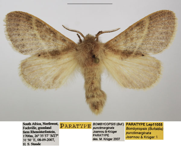 /filer/webapps/moths/media/images/P/punctimarginata_Bombycopsis_PTF_TMSA.jpg