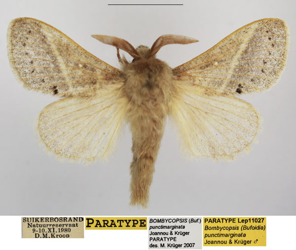 /filer/webapps/moths/media/images/P/punctimarginata_Bombycopsis_PTM_TMSA.jpg