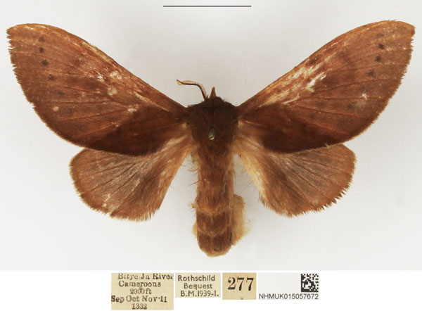 /filer/webapps/moths/media/images/P/punctipennis_Pseudometa_AF_NHMUK.jpg