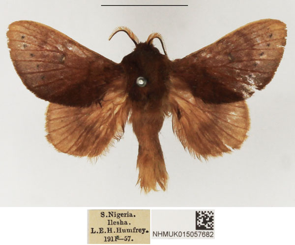 /filer/webapps/moths/media/images/P/punctipennis_Pseudometa_AM_NHMUK.jpg