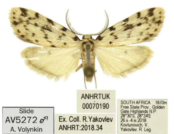 /filer/webapps/moths/media/images/P/punctipennis_Siccia_AM_ANHRT.jpg