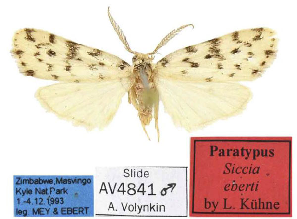 /filer/webapps/moths/media/images/P/punctipennis_Siccia_AM_MfN.jpg