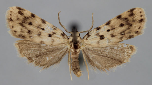 /filer/webapps/moths/media/images/P/punctipennis_Siccia_A_BMNH.jpg