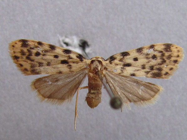 /filer/webapps/moths/media/images/P/punctipennis_Siccia_A_Baron_01.jpg