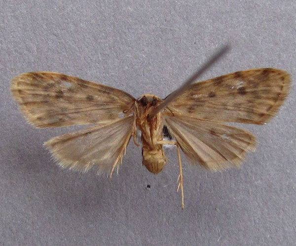 /filer/webapps/moths/media/images/P/punctipennis_Siccia_A_Baron_02.jpg