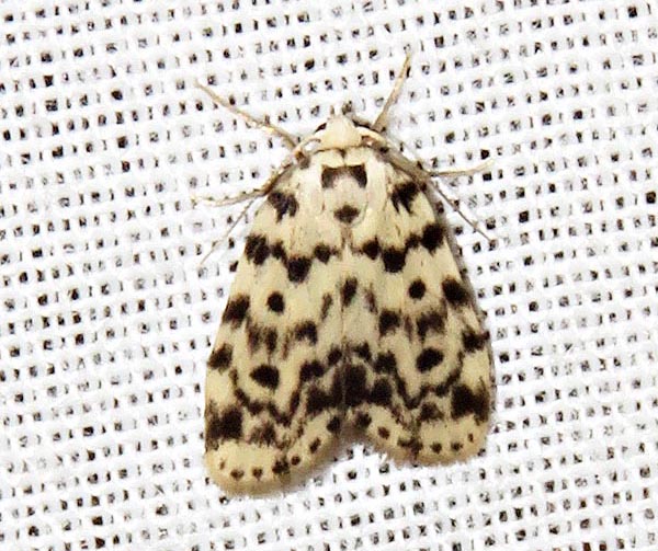 /filer/webapps/moths/media/images/P/punctipennis_Siccia_A_Braun_07.jpg