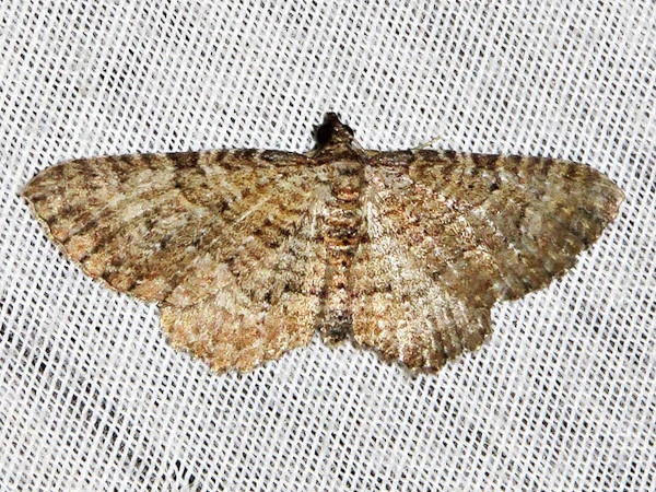 /filer/webapps/moths/media/images/P/punctiscripta_Horisme_A_Braun.jpg