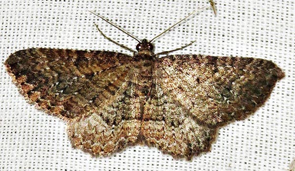 /filer/webapps/moths/media/images/P/punctiscripta_Horisme_A_Braun_01.jpg