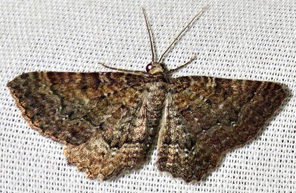 /filer/webapps/moths/media/images/P/punctiscripta_Horisme_A_Braun_03.jpg