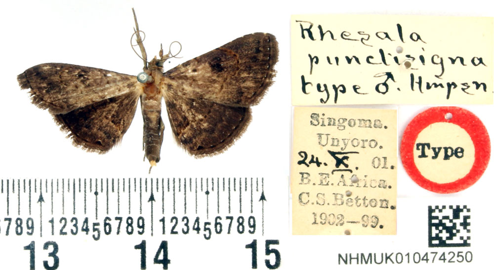 /filer/webapps/moths/media/images/P/punctisigna_Rhesala_HT_BMNH.jpg