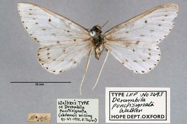 /filer/webapps/moths/media/images/P/punctisignata_Derambila_HT_OUMNH_01.jpg