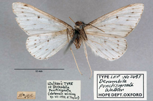 /filer/webapps/moths/media/images/P/punctisignata_Derambila_HT_OUMNH_02.jpg