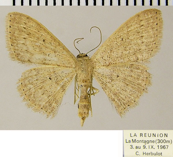 /filer/webapps/moths/media/images/P/punctistriata_Scopula_AF_ZSM.jpg