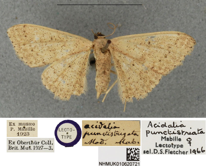 /filer/webapps/moths/media/images/P/punctistriata_Scopula_LT_BMNHa.jpg