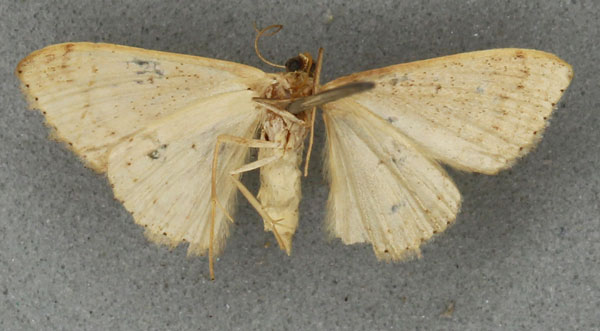/filer/webapps/moths/media/images/P/punctistriata_Scopula_LT_BMNHb.jpg