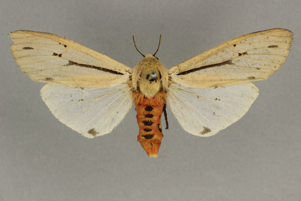 /filer/webapps/moths/media/images/P/punctivitta_Creatonotos_AF_BMNH.jpg