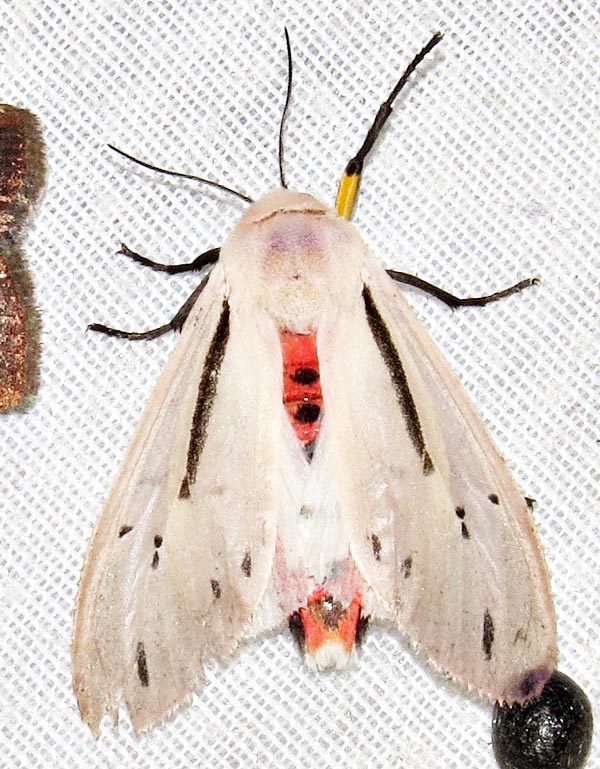 /filer/webapps/moths/media/images/P/punctivitta_Creatonotos_A_Braun_04.jpg