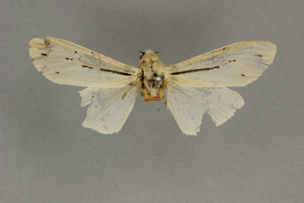 /filer/webapps/moths/media/images/P/punctivitta_Creatonotos_HT_BMNH.jpg