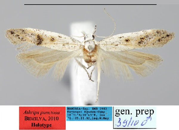 /filer/webapps/moths/media/images/P/punctosa_Athrips_HT_ZMHB.jpg