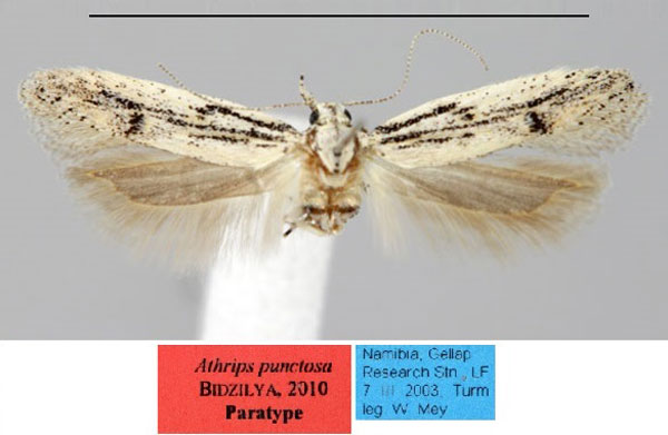 /filer/webapps/moths/media/images/P/punctosa_Athrips_PT_ZMHB.jpg