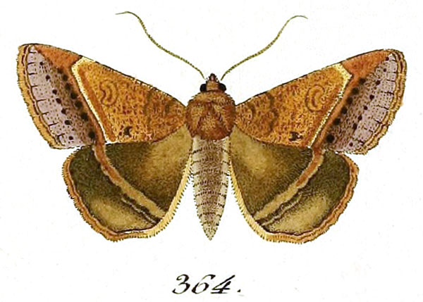 /filer/webapps/moths/media/images/P/punctularis_Noctua_ST_Hubner_78-364.jpg