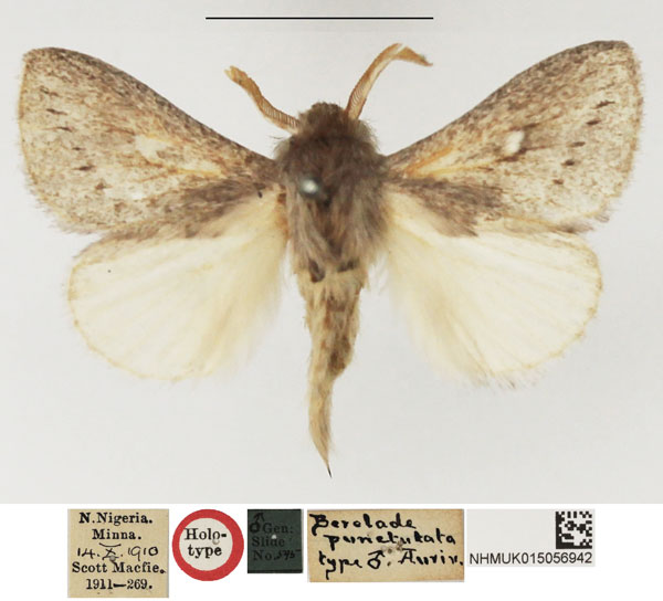 /filer/webapps/moths/media/images/P/punctulata_Beralade_HT_NHMUK.jpg
