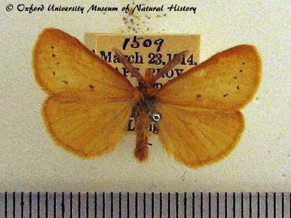 /filer/webapps/moths/media/images/P/punctulata_Laelia_A_OUMNH_01.jpg