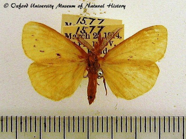 /filer/webapps/moths/media/images/P/punctulata_Laelia_A_OUMNH_02.jpg