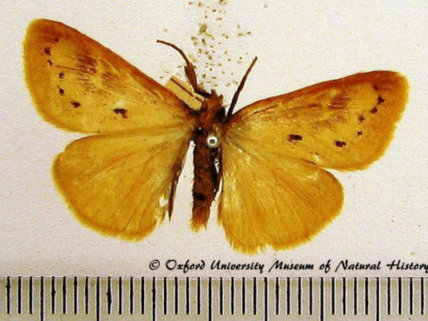 /filer/webapps/moths/media/images/P/punctulata_Laelia_A_OUMNH_03.jpg