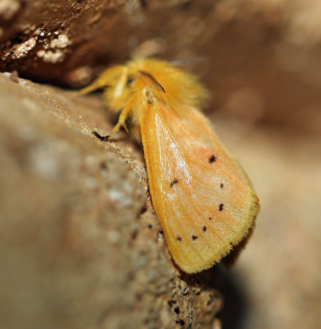 /filer/webapps/moths/media/images/P/punctulata_Laelia_A_Voaden_01.jpg