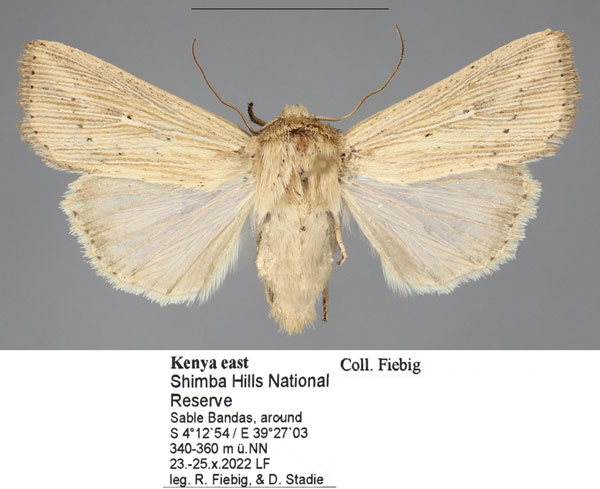 /filer/webapps/moths/media/images/P/punctulata_Leucania_AF_Fiebig.jpg