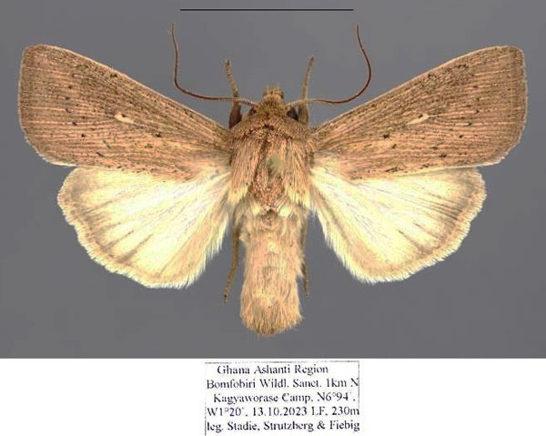 /filer/webapps/moths/media/images/P/punctulata_Leucania_AM_Stadie.jpg