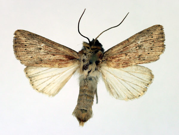 /filer/webapps/moths/media/images/P/punctulata_Leucania_A_Aulombard.jpg