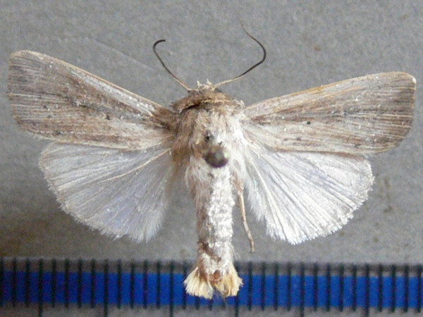 /filer/webapps/moths/media/images/P/punctulata_Leucania_A_Goff.jpg