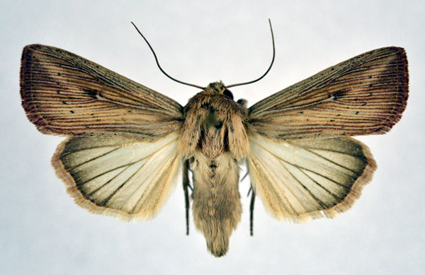 /filer/webapps/moths/media/images/P/punctulata_Leucania_A_NHMO.jpg