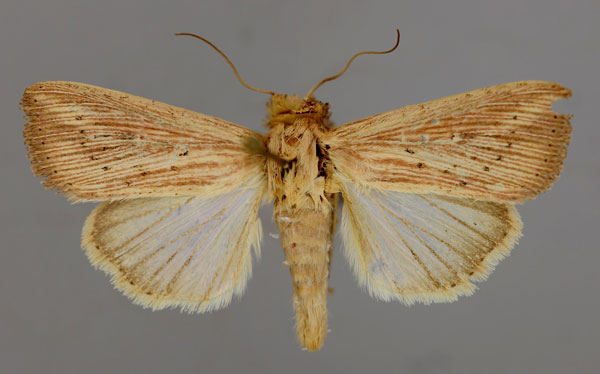 /filer/webapps/moths/media/images/P/punctulata_Leucania_A_RMCA_01.jpg