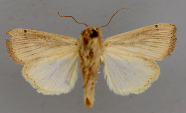 /filer/webapps/moths/media/images/P/punctulata_Leucania_A_RMCA_02.jpg