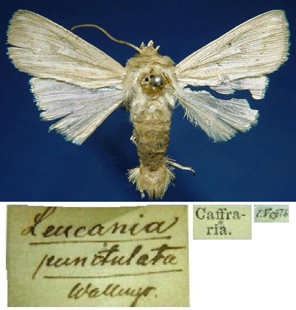 /filer/webapps/moths/media/images/P/punctulata_Leucania_HT_SNHMa.jpg